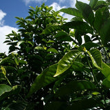 Peru Fespa Farm (medium roast) 200g