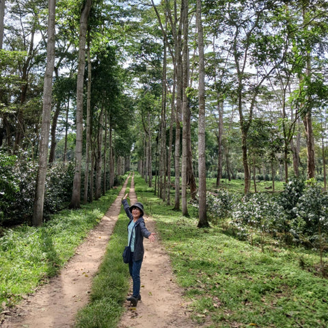 Colombian Norte de Santander El Roble Plantation (dark roast): 200g