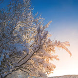 時令混合“Fuyumoe”（中度烘焙）200g