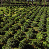 タンザニア・アルーシャ・カラツ県・ハイツ農園ブルーリボン区画ピーベリー（中煎）200ｇ