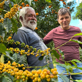 ブラジル・バイーア州ピアタン地区セルカ・デ・ペドラ・サン・ベネディート農園（中煎）200g