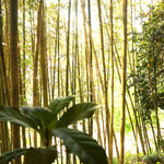 季節のブレンド「風薫る」（中煎）200g