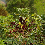 洪都拉斯 Comayagua San Miguel de Serguapa El Pozo（深色烘焙）200 克