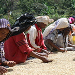 DACAF(カフェインレス)　エチオピア　ウォテ・コンガ農協（中煎）　200ｇ　