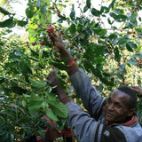 DACAF (decaffeinated) Ethiopia Wote Konga Agricultural Cooperative (medium roast) 200g