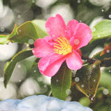 季節のブレンド「山茶花」(さざんか)（中煎）200g