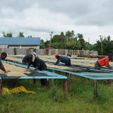 肯尼亞 Nyeri Gichasaini Factory（中度烘焙）200g