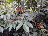 肯尼亞 Nyeri Gichasaini Factory（中度烘焙）200g