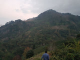 洪都拉斯 Comayagua San Miguel de Serguapa El Pozo（深色烘焙）200 克