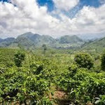 洪都拉斯 Comayagua San Miguel de Serguapa El Pozo（深色烘焙）200 克