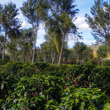 ブラジル・バイーア州ピアタン地区セルカ・デ・ペドラ・サン・ベネディート農園（中煎）200g