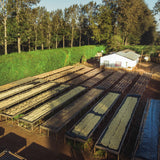タンザニア・アルーシャ・カラツ県・ハイツ農園ブルーリボン区画ピーベリー（中煎）200ｇ