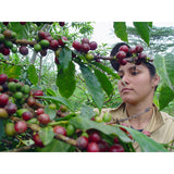 Colombian Norte de Santander El Roble Plantation (dark roast): 200g